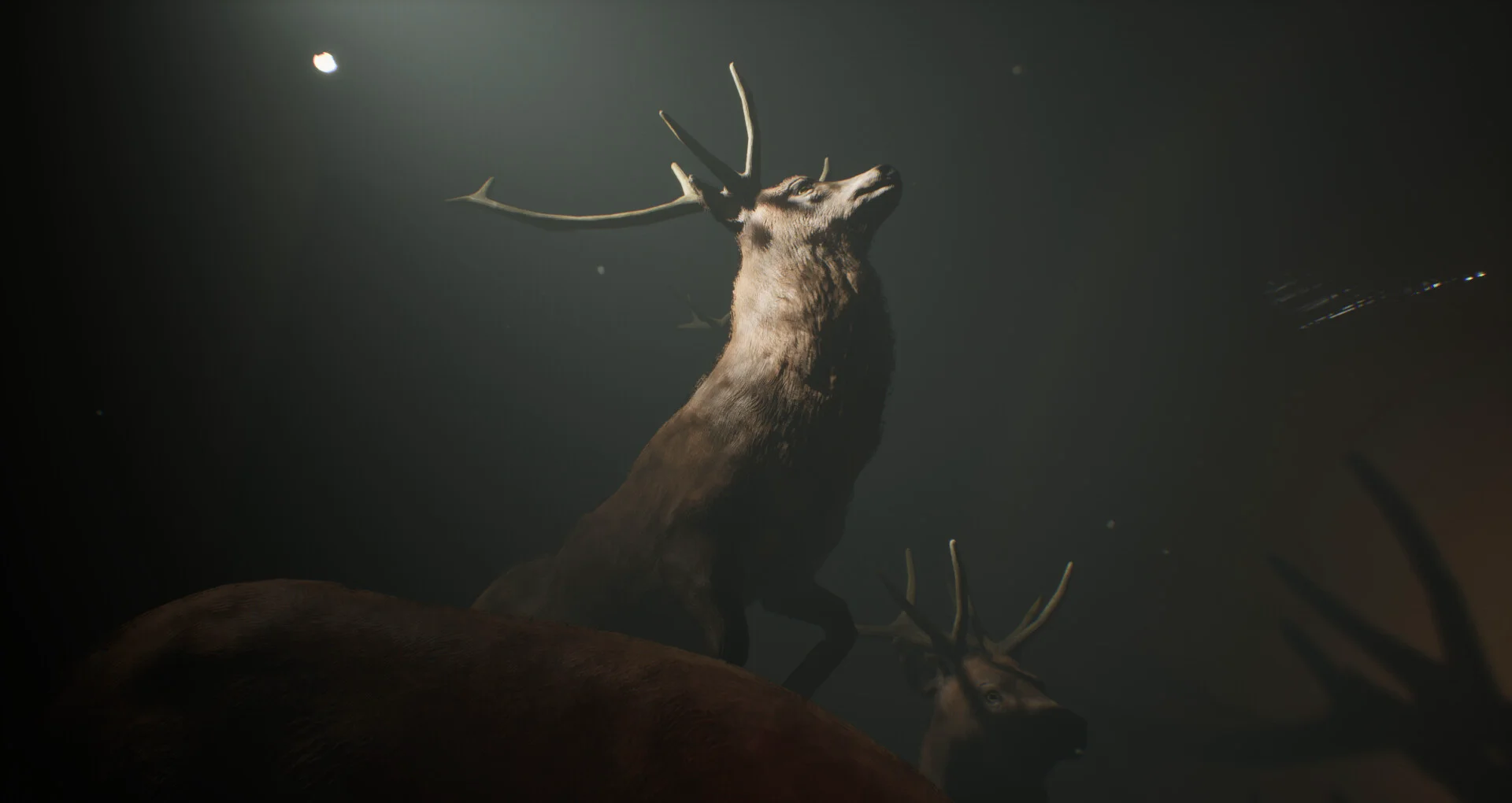 Project 13: Taxidermy Trails screenshot 1