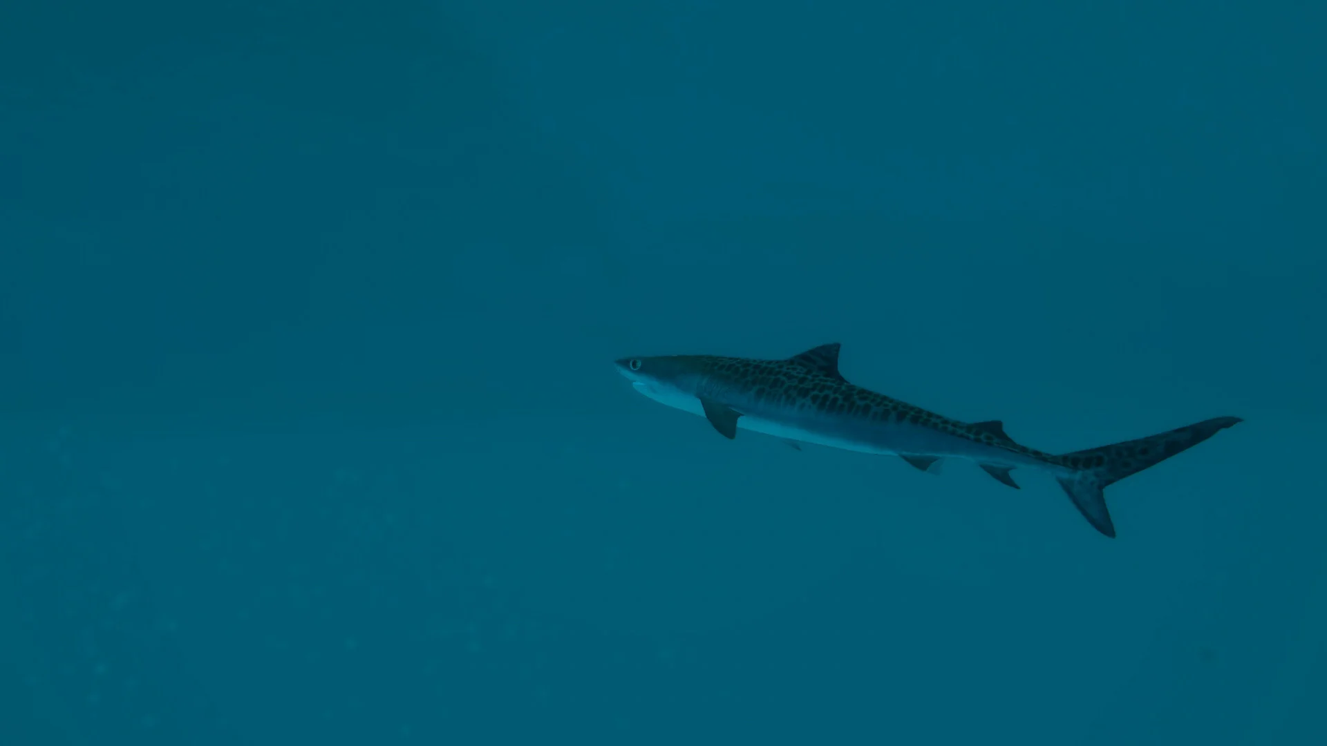 Ultimate Fishing® Simulator 2 screenshot 7