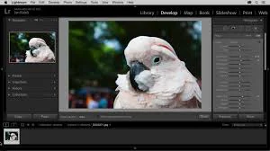 Banner of Adobe Photoshop Lightroom